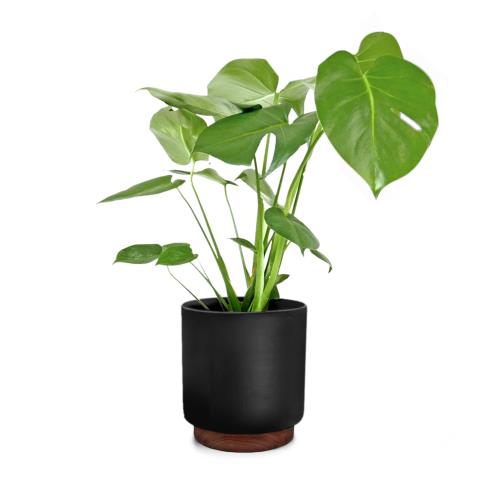 Fox & Fern Enspijk, doniczka, osłonka, drewno orzechowe, Polystone, wykonana ręcznie, 2 rozmiary