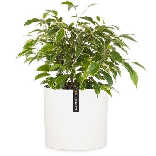 Fox & Fern Venlo, doniczka, Polystone, wewnętrzna/ogrodowa, 3 rozmiary