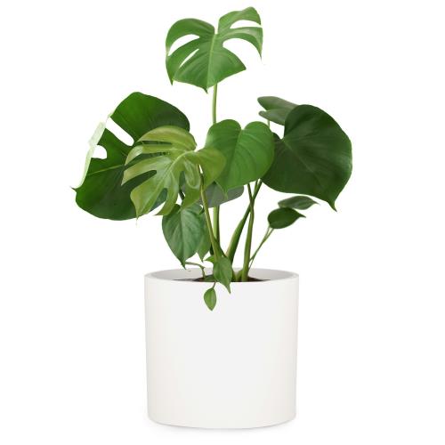 Fox & Fern Venlo, doniczka, Polystone, wewnętrzna/ogrodowa, 3 rozmiary