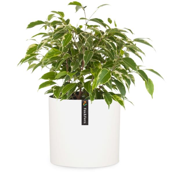 Fox & Fern Venlo, doniczka, Polystone, wewnętrzna/ogrodowa, 3 rozmiary