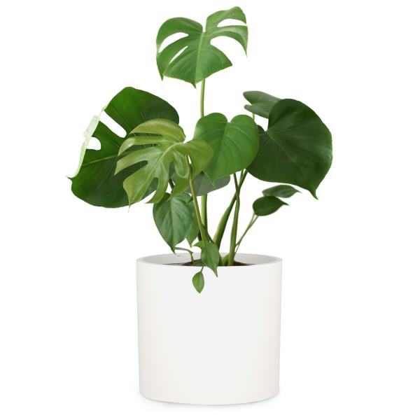 Fox & Fern Venlo, doniczka, Polystone, wewnętrzna/ogrodowa, 3 rozmiary